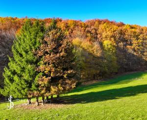 Slnečný, rekreačný pozemok o veľkosti 22 687m2, Krupina