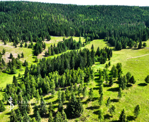 Pozemok so stavebným povolením 22200m2, Látky okr. Detva