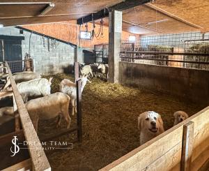 Zabehnutá menšia farma s pozemkom 3800m2 Želiezovce