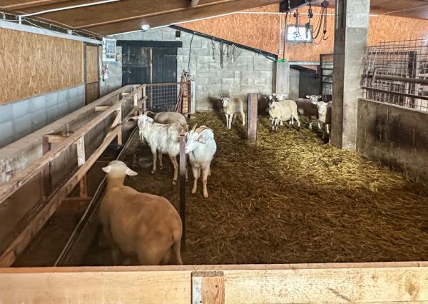 Zabehnutá menšia farma s pozemkom 3800m2 Želiezovce