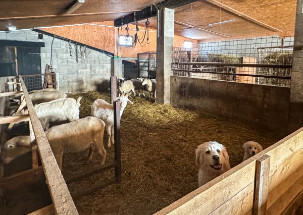 Zabehnutá menšia farma s pozemkom 3800m2 Želiezovce