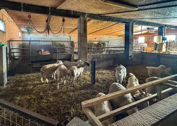 Zabehnutá menšia farma s pozemkom 3800m2 Želiezovce