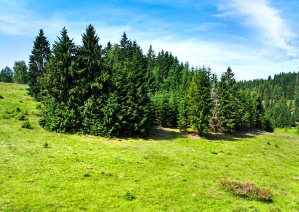 Pozemok so stavebným povolením 22200m2, Látky okr. Detva