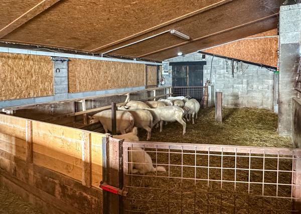 Zabehnutá menšia farma s pozemkom 3800m2 Želiezovce